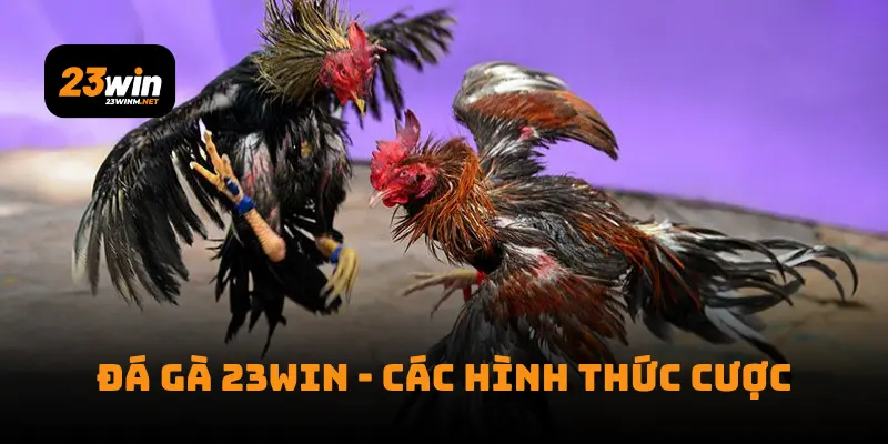 Đá gà 23win - các hình thức cược